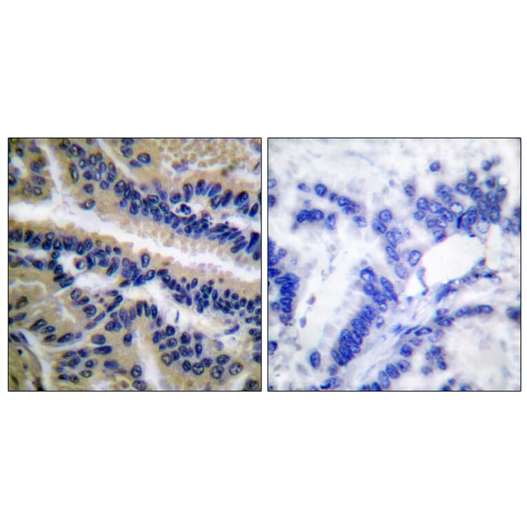 Immunohistochemistry - Anti-Caspase 9 (cleaved Asp353) Antibody (L0110) - Antibodies.com