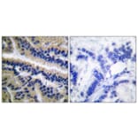 Immunohistochemistry - Anti-Caspase 9 (cleaved Asp353) Antibody (L0110) - Antibodies.com