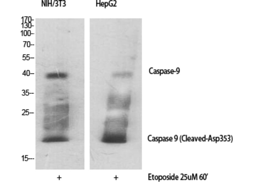 Western Blot - Anti-Caspase 9 (cleaved Asp353) Antibody (L0110) - Antibodies.com