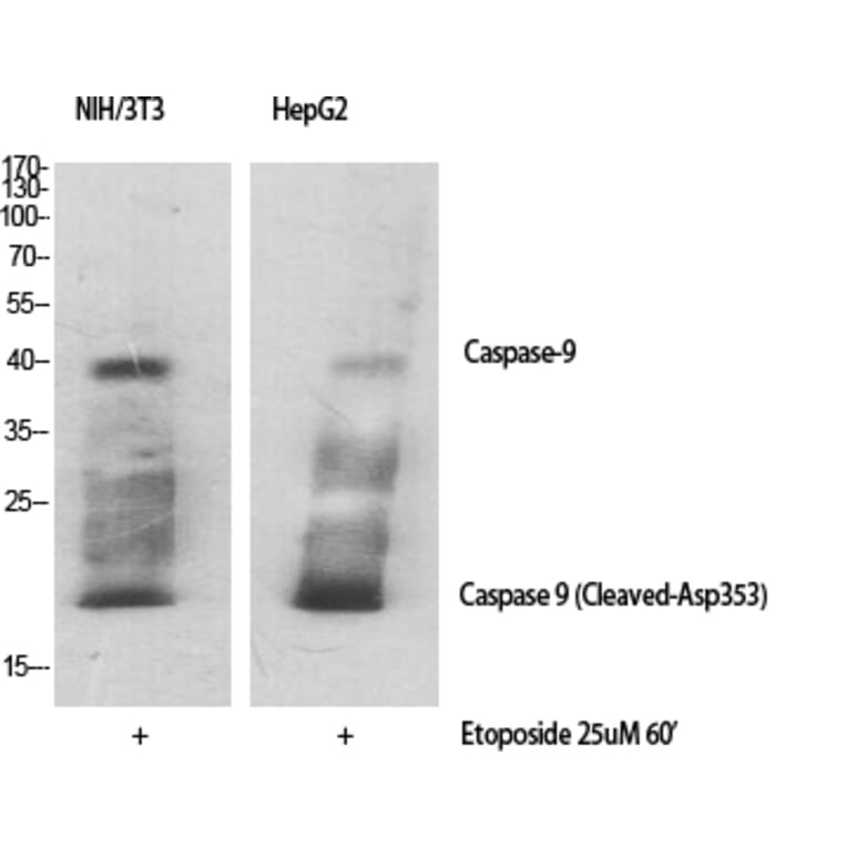 Western Blot - Anti-Caspase 9 (cleaved Asp353) Antibody (L0110) - Antibodies.com