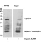 Western Blot - Anti-Caspase 9 (cleaved Asp353) Antibody (L0110) - Antibodies.com