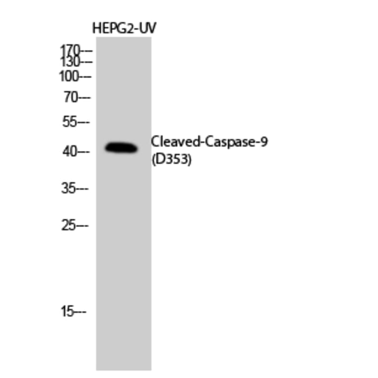 Western Blot - Anti-Caspase 9 (cleaved Asp353) Antibody (L0110) - Antibodies.com