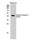 Western Blot - Anti-Caspase 9 (cleaved Asp353) Antibody (L0110) - Antibodies.com