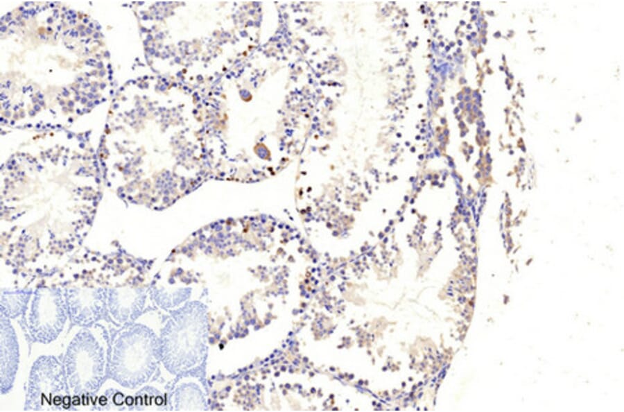 Immunohistochemistry - Anti-Caspase 9 (cleaved Asp353) Antibody (L0110) - Antibodies.com