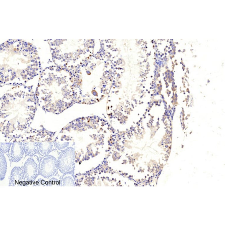 Immunohistochemistry - Anti-Caspase 9 (cleaved Asp353) Antibody (L0110) - Antibodies.com