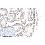 Immunohistochemistry - Anti-Caspase 9 (cleaved Asp353) Antibody (L0110) - Antibodies.com