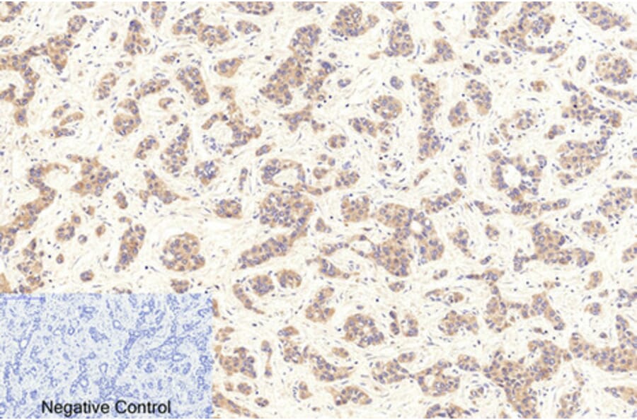 Immunohistochemistry - Anti-Caspase 9 (cleaved Asp353) Antibody (L0110) - Antibodies.com