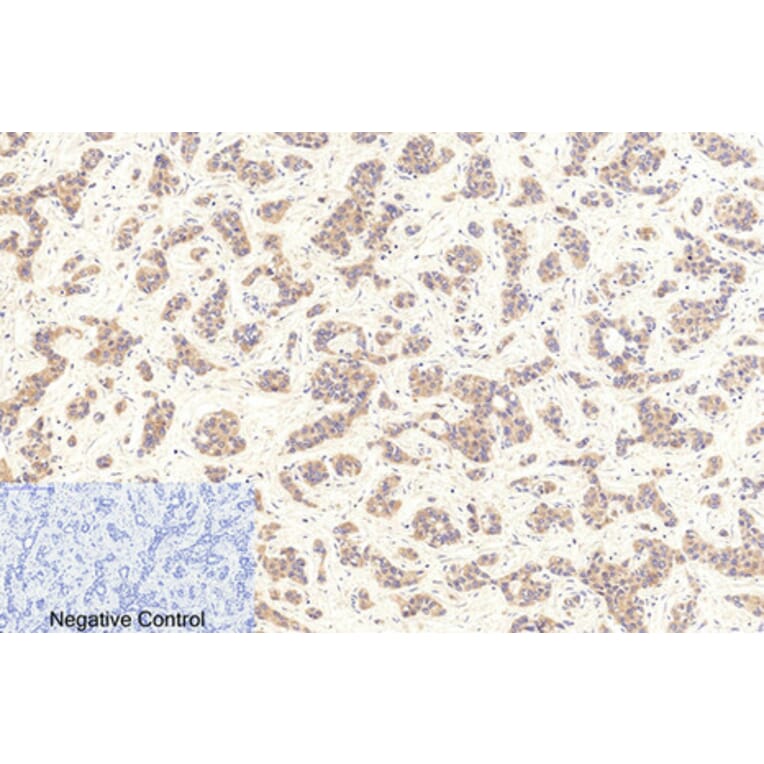 Immunohistochemistry - Anti-Caspase 9 (cleaved Asp353) Antibody (L0110) - Antibodies.com