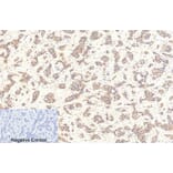 Immunohistochemistry - Anti-Caspase 9 (cleaved Asp353) Antibody (L0110) - Antibodies.com