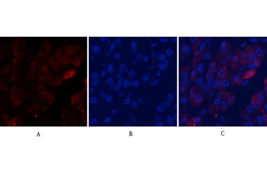 Immunofluorescence - Anti-Caspase 9 (cleaved Asp353) Antibody (L0110) - Antibodies.com