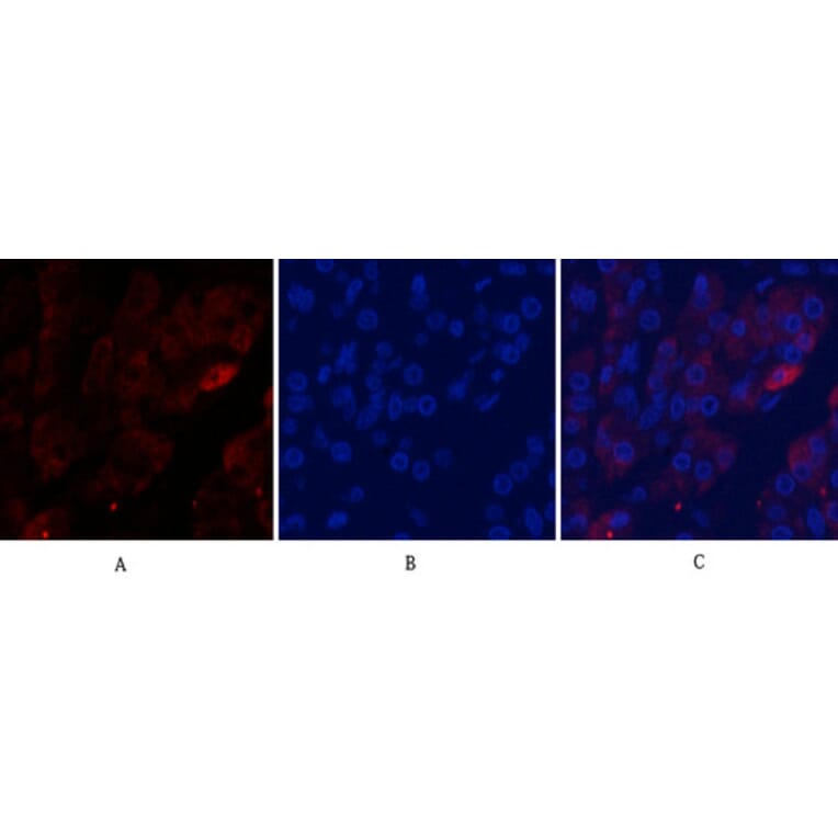 Immunofluorescence - Anti-Caspase 9 (cleaved Asp353) Antibody (L0110) - Antibodies.com