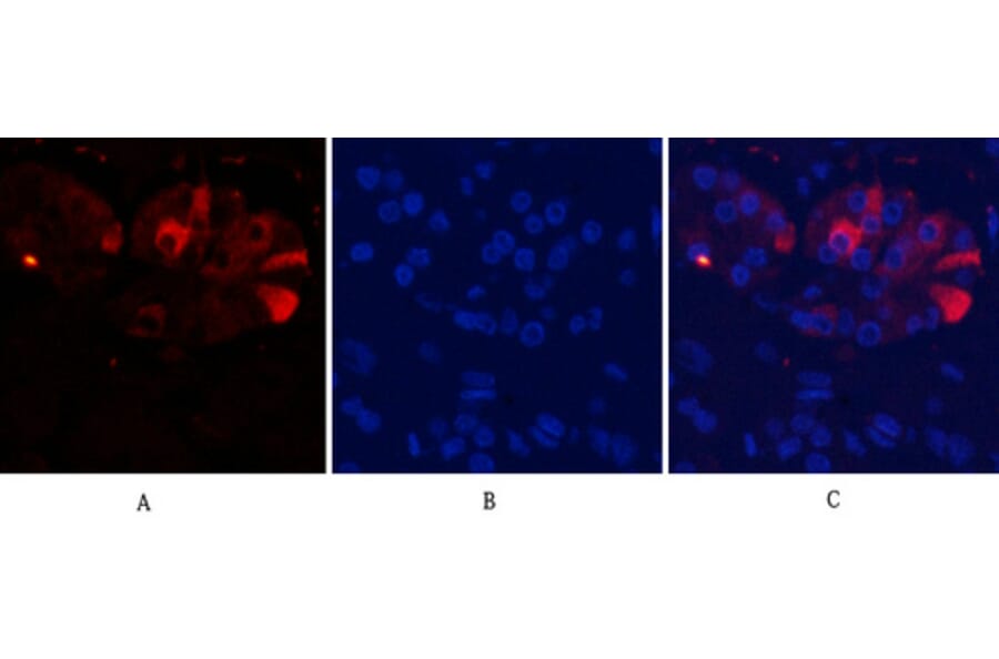 Immunofluorescence - Anti-Caspase 9 (cleaved Asp353) Antibody (L0110) - Antibodies.com