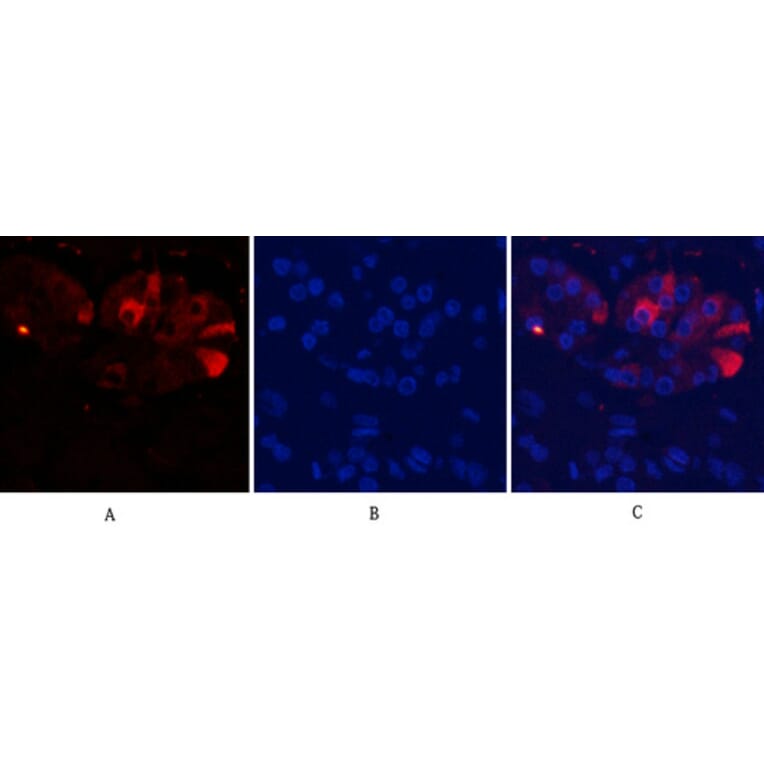 Immunofluorescence - Anti-Caspase 9 (cleaved Asp353) Antibody (L0110) - Antibodies.com