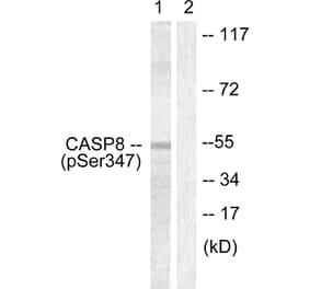 Western Blot - Anti-Caspase 8 (phospho Ser347) Antibody (A0059) - Antibodies.com