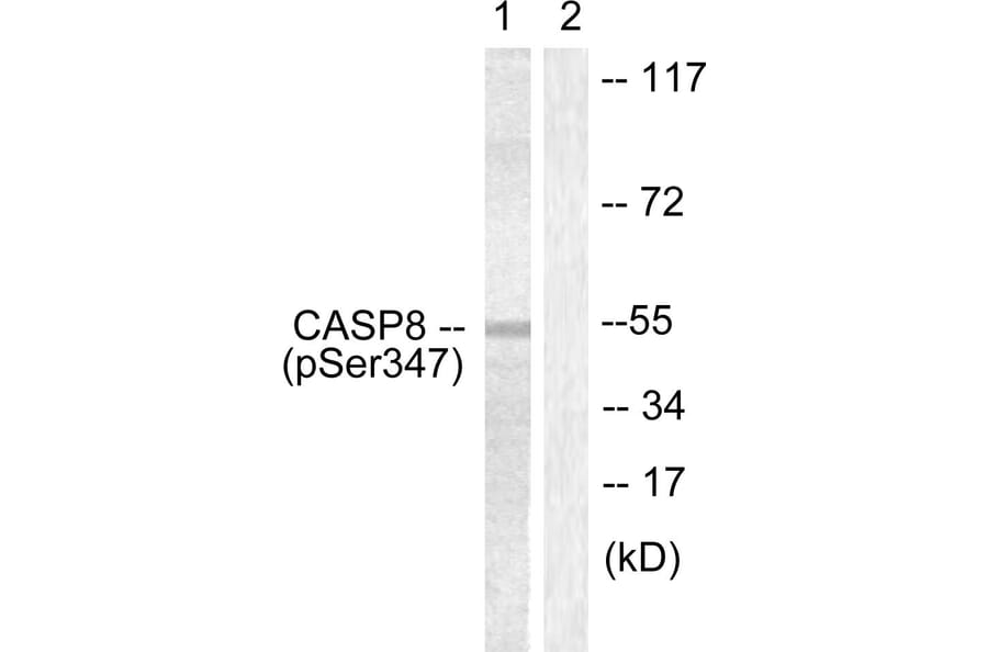 Western Blot - Anti-Caspase 8 (phospho Ser347) Antibody (A0059) - Antibodies.com