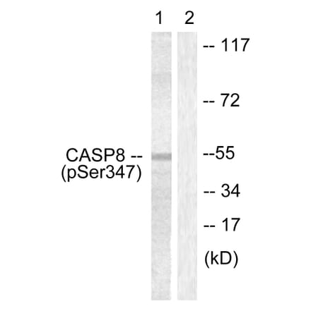 Western Blot - Anti-Caspase 8 (phospho Ser347) Antibody (A0059) - Antibodies.com