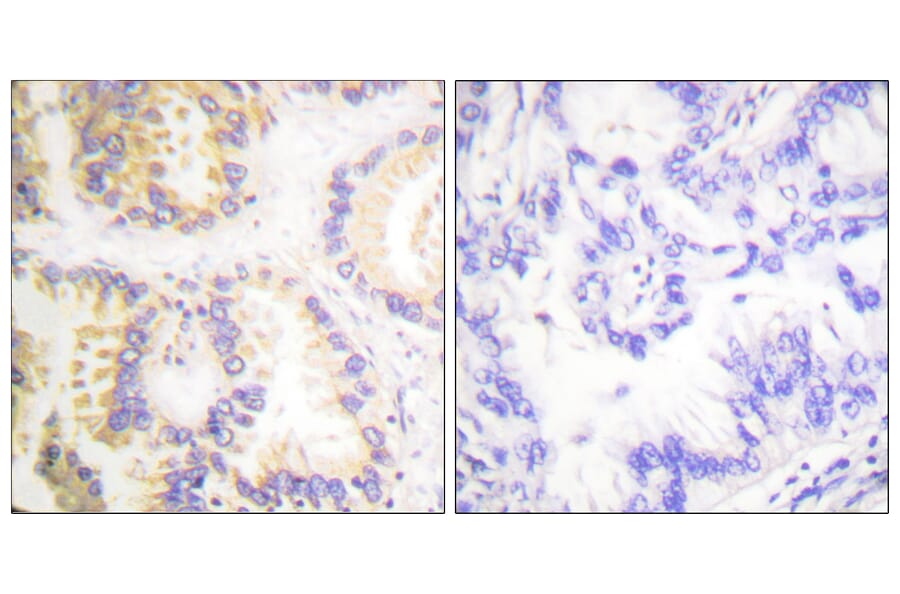 Immunohistochemistry - Anti-Caspase 8 (phospho Ser347) Antibody (A0059) - Antibodies.com