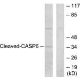 Western Blot - Anti-Caspase 6 (cleaved Asp162) Antibody (L0107) - Antibodies.com