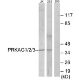Western Blot - Anti-PRKAG1 + PRKAG2 + PRKAG3 Antibody (C10728) - Antibodies.com