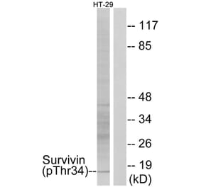 Western Blot - Anti-Survivin (phospho Thr34) Antibody (A0578) - Antibodies.com