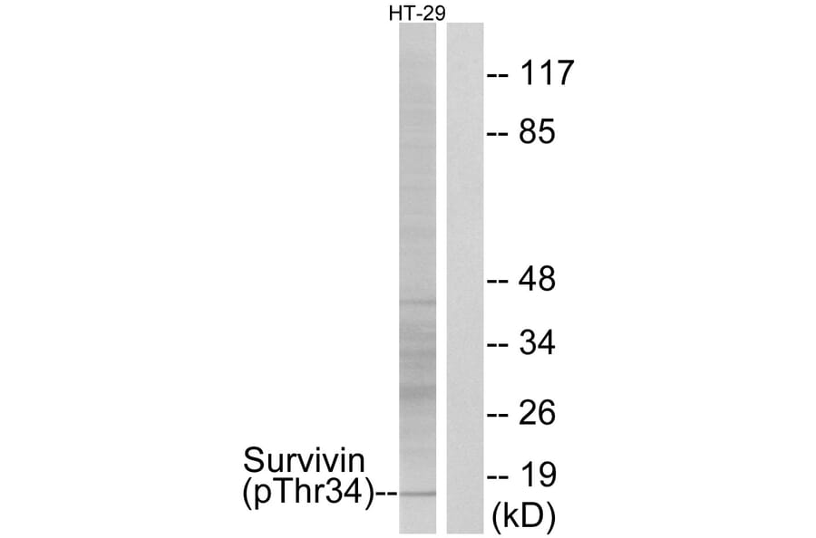 Western Blot - Anti-Survivin (phospho Thr34) Antibody (A0578) - Antibodies.com