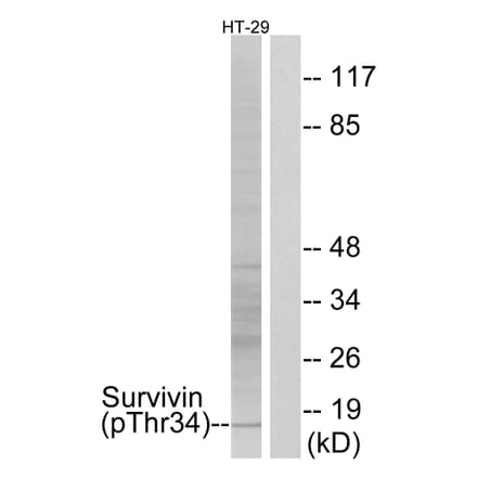 Western Blot - Anti-Survivin (phospho Thr34) Antibody (A0578) - Antibodies.com