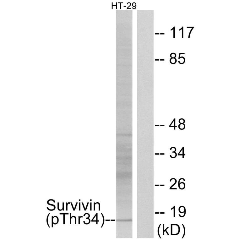 Western Blot - Anti-Survivin (phospho Thr34) Antibody (A0578) - Antibodies.com