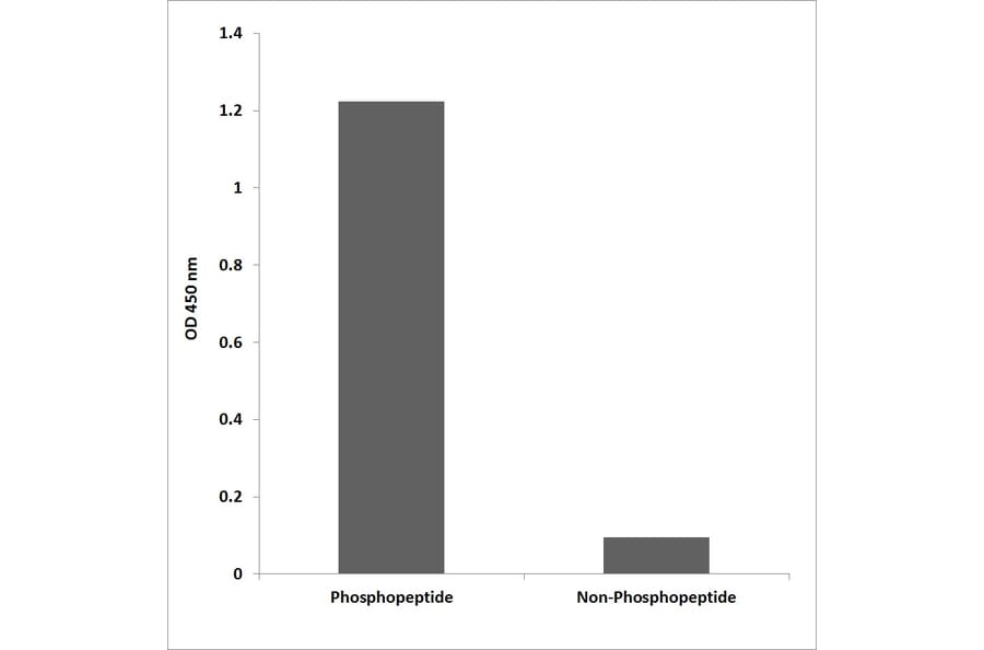 ELISA - Anti-Survivin (phospho Thr34) Antibody (P12-1183) - Antibodies.com