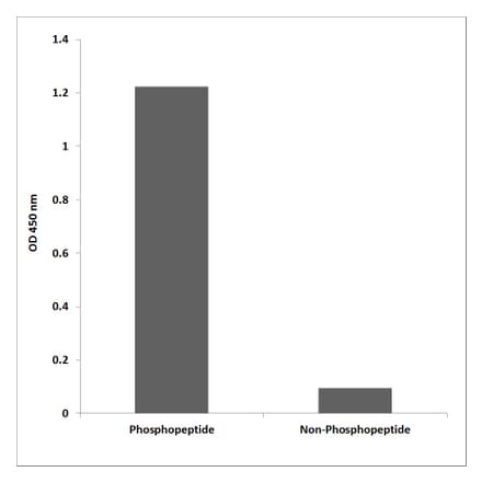 ELISA - Anti-Survivin (phospho Thr34) Antibody (P12-1183) - Antibodies.com