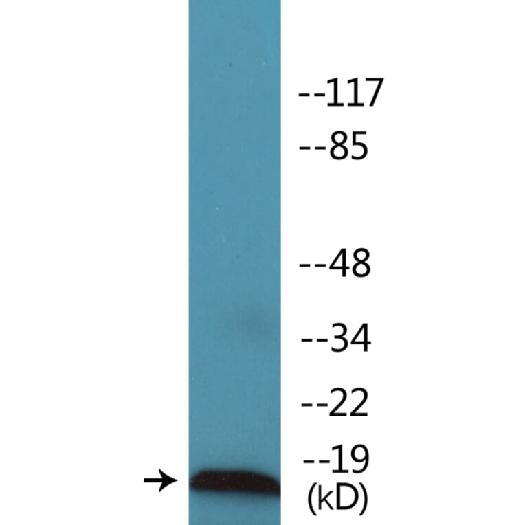 Western Blot - Anti-Survivin (phospho Thr34) Antibody (P12-1183) - Antibodies.com