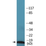 Western Blot - Anti-Survivin (phospho Thr34) Antibody (P12-1183) - Antibodies.com