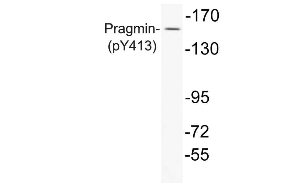 Western Blot - Anti-Pragmin (phospho Tyr413) Antibody (P12-1049) - Antibodies.com