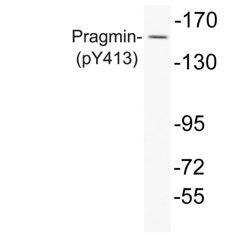 Western Blot - Anti-Pragmin (phospho Tyr413) Antibody (P12-1049) - Antibodies.com