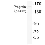 Western Blot - Anti-Pragmin (phospho Tyr413) Antibody (P12-1049) - Antibodies.com