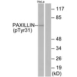 Western Blot - Anti-Paxillin (phospho Tyr31) Antibody (A7193) - Antibodies.com