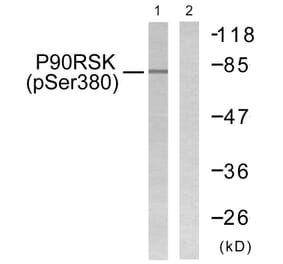 Western Blot - Anti-p90 RSK (phospho Ser380) Antibody (A0536) - Antibodies.com