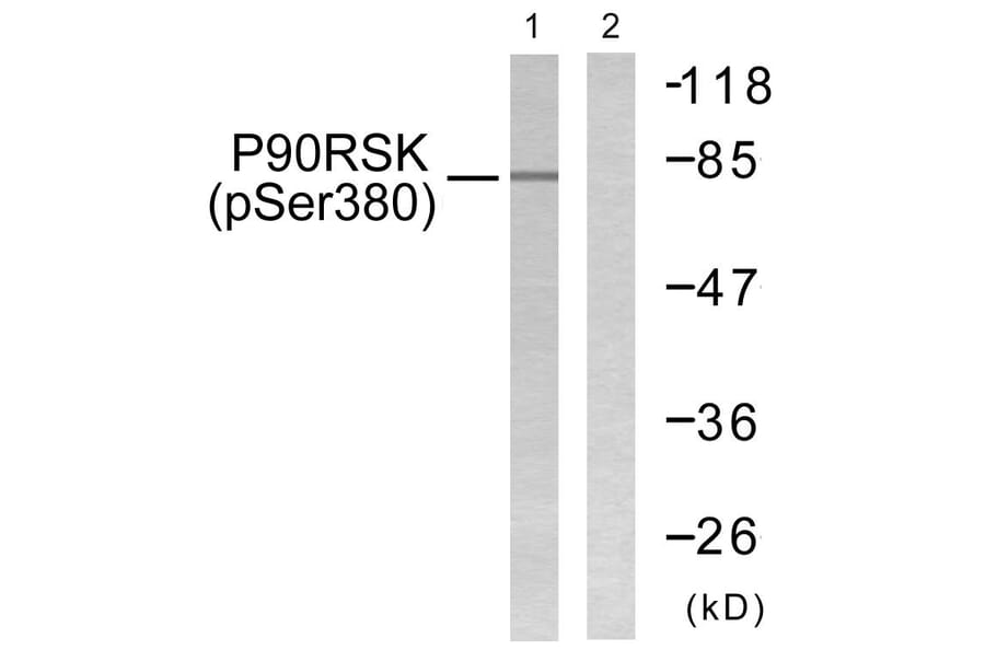Western Blot - Anti-p90 RSK (phospho Ser380) Antibody (A0536) - Antibodies.com
