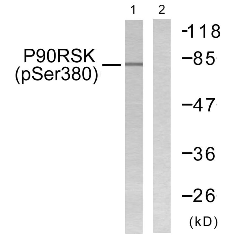 Western Blot - Anti-p90 RSK (phospho Ser380) Antibody (A0536) - Antibodies.com