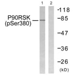 Western Blot - Anti-p90 RSK (phospho Ser380) Antibody (A0536) - Antibodies.com