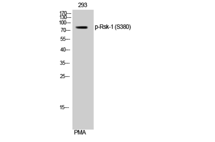 Western Blot - Anti-p90 RSK (phospho Ser380) Antibody (A0536) - Antibodies.com