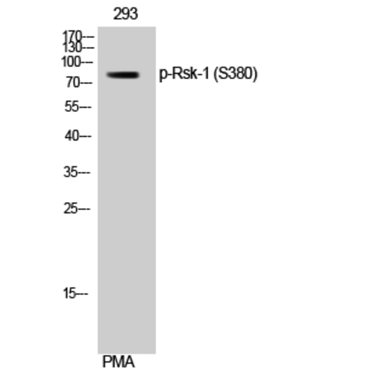 Western Blot - Anti-p90 RSK (phospho Ser380) Antibody (A0536) - Antibodies.com