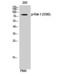 Western Blot - Anti-p90 RSK (phospho Ser380) Antibody (A0536) - Antibodies.com