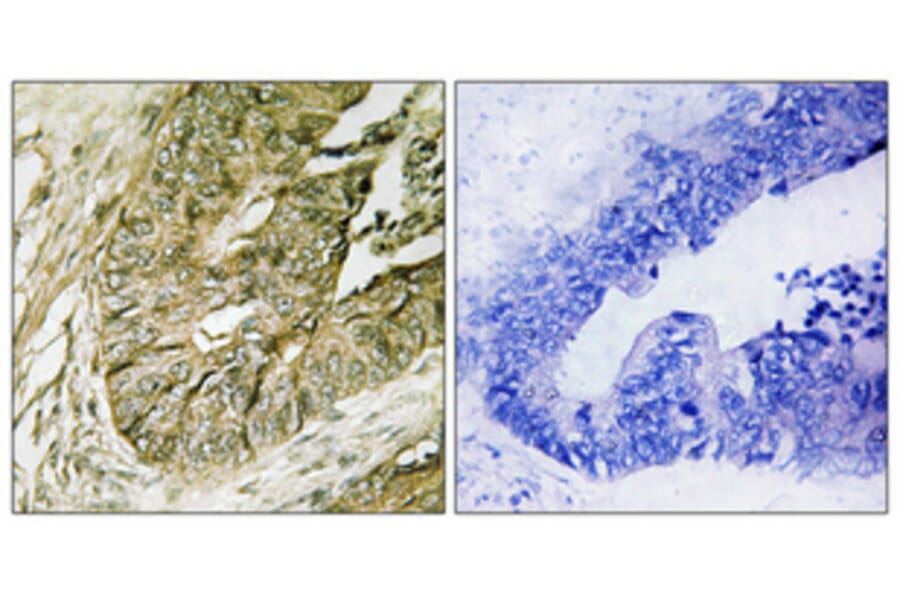 Immunohistochemistry - Anti-p90 RSK (phospho Ser380) Antibody (A0536) - Antibodies.com