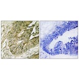 Immunohistochemistry - Anti-p90 RSK (phospho Ser380) Antibody (A0536) - Antibodies.com