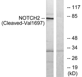 Western Blot - Anti-NOTCH2 (cleaved Val1697) Antibody (L0353) - Antibodies.com