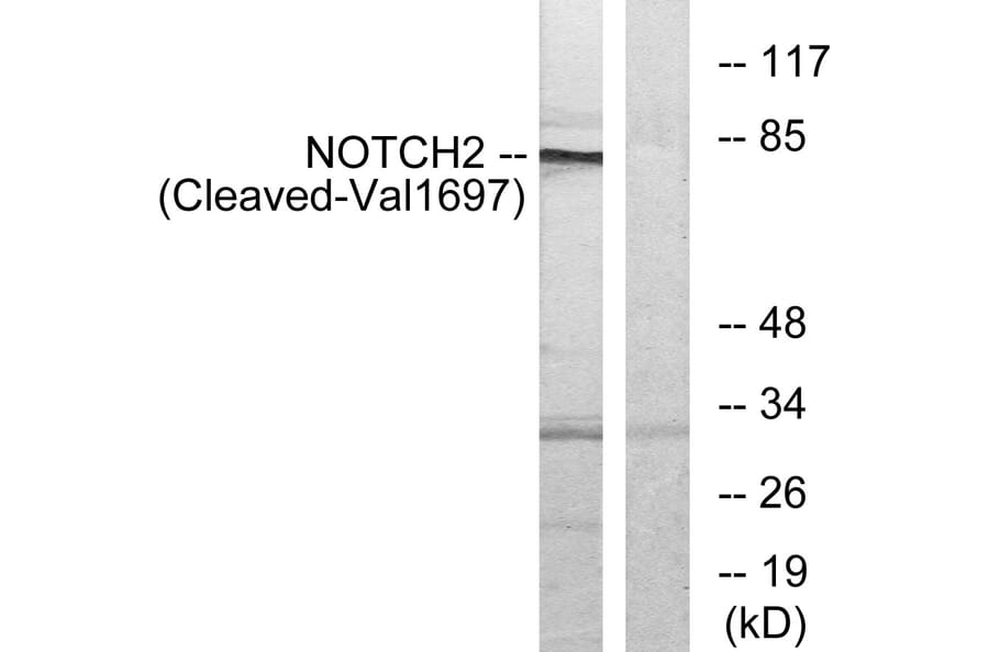 Western Blot - Anti-NOTCH2 (cleaved Val1697) Antibody (L0353) - Antibodies.com