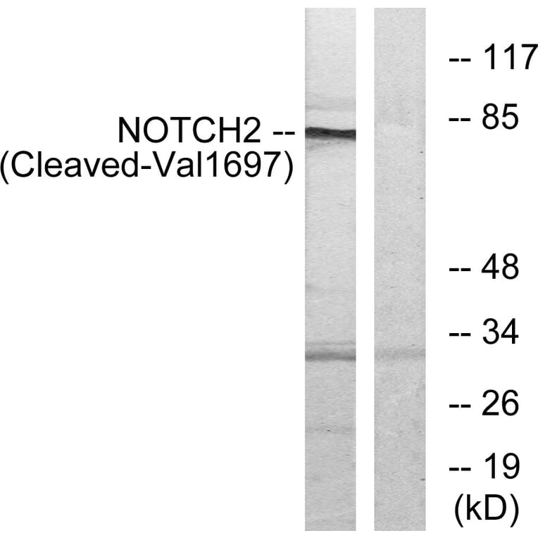 Western Blot - Anti-NOTCH2 (cleaved Val1697) Antibody (L0353) - Antibodies.com