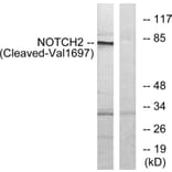 Western Blot - Anti-NOTCH2 (cleaved Val1697) Antibody (L0353) - Antibodies.com