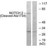 Western Blot - Anti-NOTCH2 (cleaved Ala1734) Antibody (L0352) - Antibodies.com