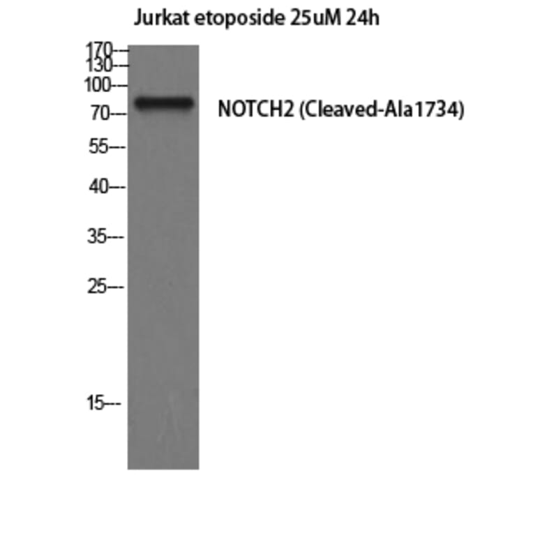 Western Blot - Anti-NOTCH2 (cleaved Ala1734) Antibody (L0352) - Antibodies.com